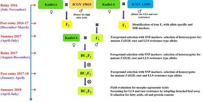 Combining High Oleic Acid Trait and Resistance to Late Leaf Spot and Rust Diseases in Groundnut (Arachis hypogaea L.)